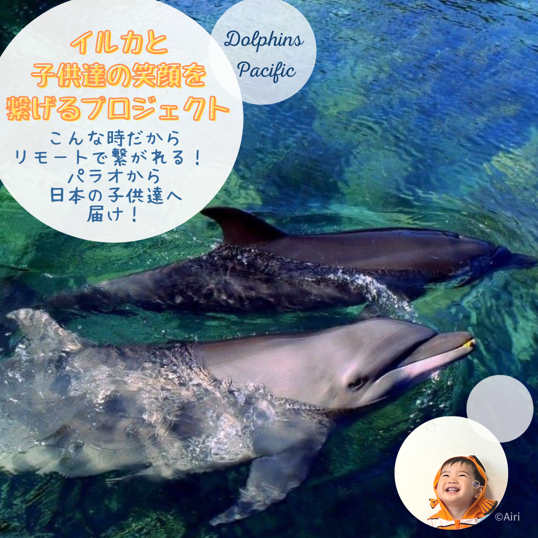 パラオのイルカたちを守って日本の子供達に笑顔を届けたい 海外へ逃げてる 挑戦している Airi奮闘記